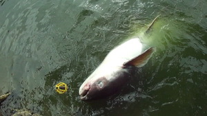 vissen op het Bor Sang-meer net buiten Chang mai op Mekong-catfish.